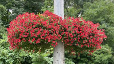 Flowerpots suspended from utility poles along Main Street, overflowing with red flowers