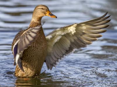A duck flapping its wings in the water