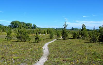 a path winding though small trees