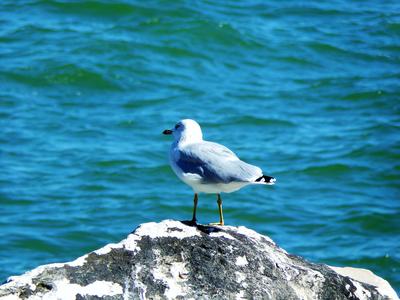 A seagull by the lake